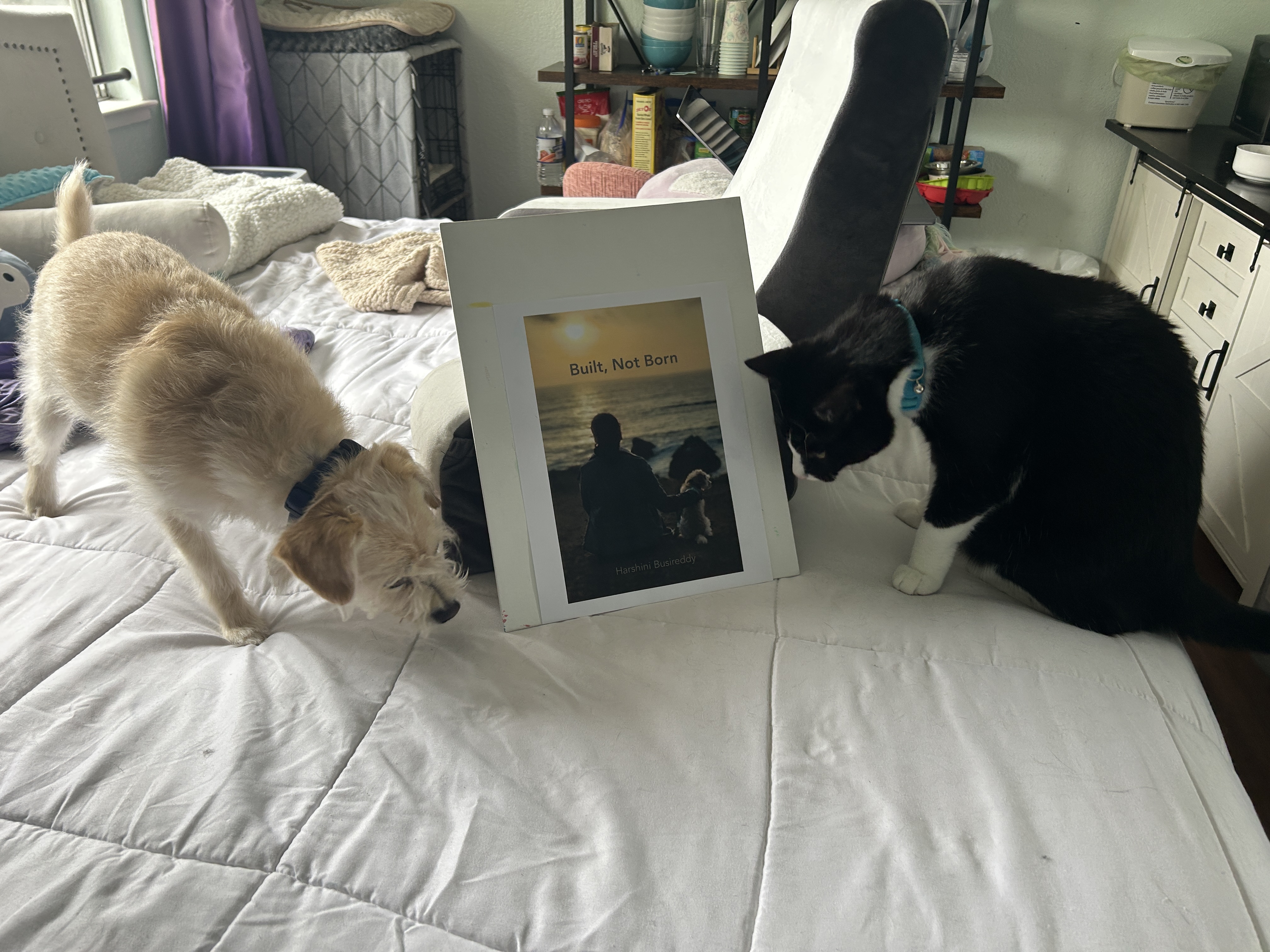 A small dog (Toffee) and a black-and-white cat (Milo) lean in from either side of a printed book cover propped on a bed, both curiously sniffing and observing it in a lived-in bedroom setting.