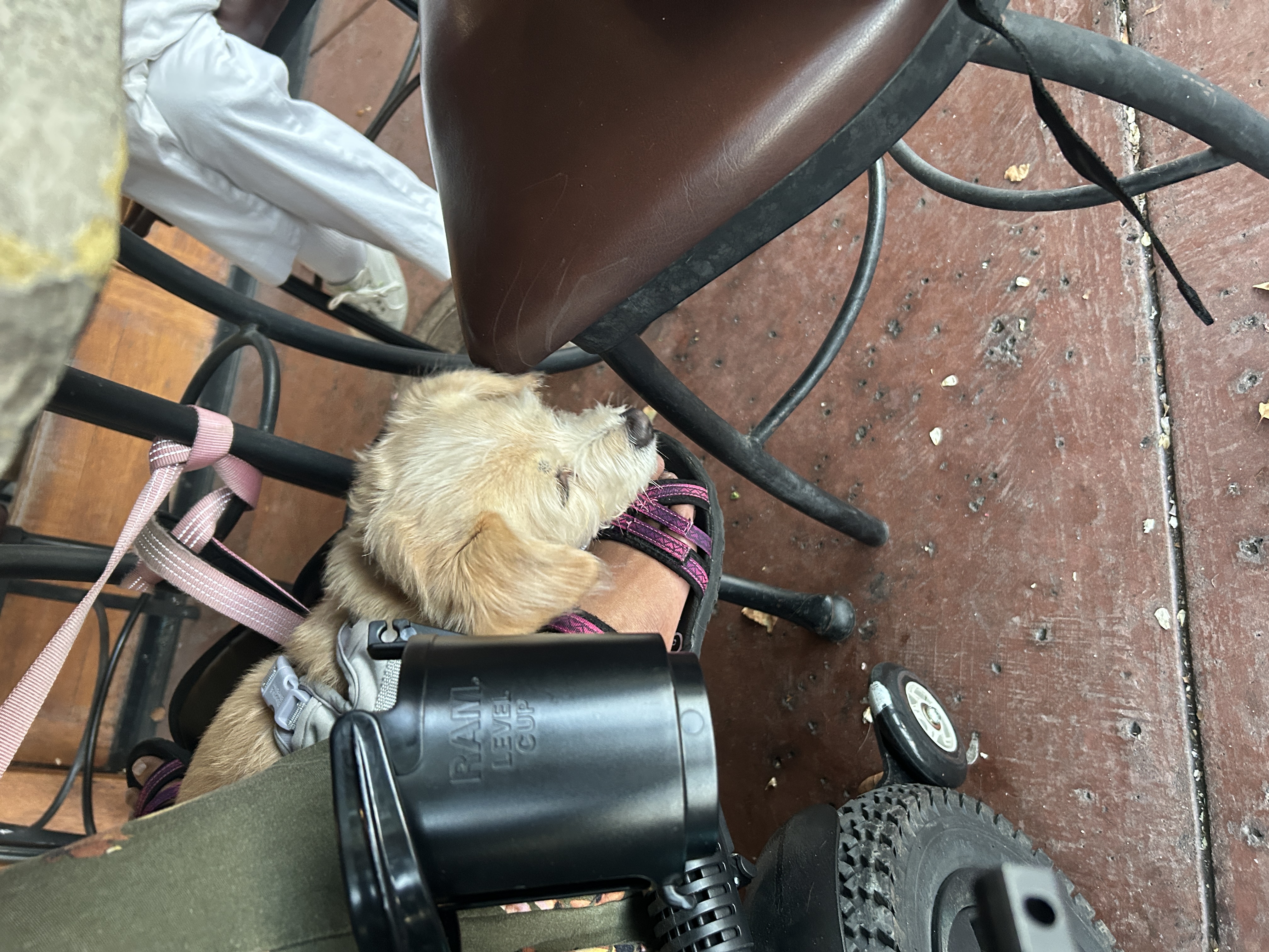 Toffee rests beneath a restaurant table on the footrest of Harshini’s power wheelchair.