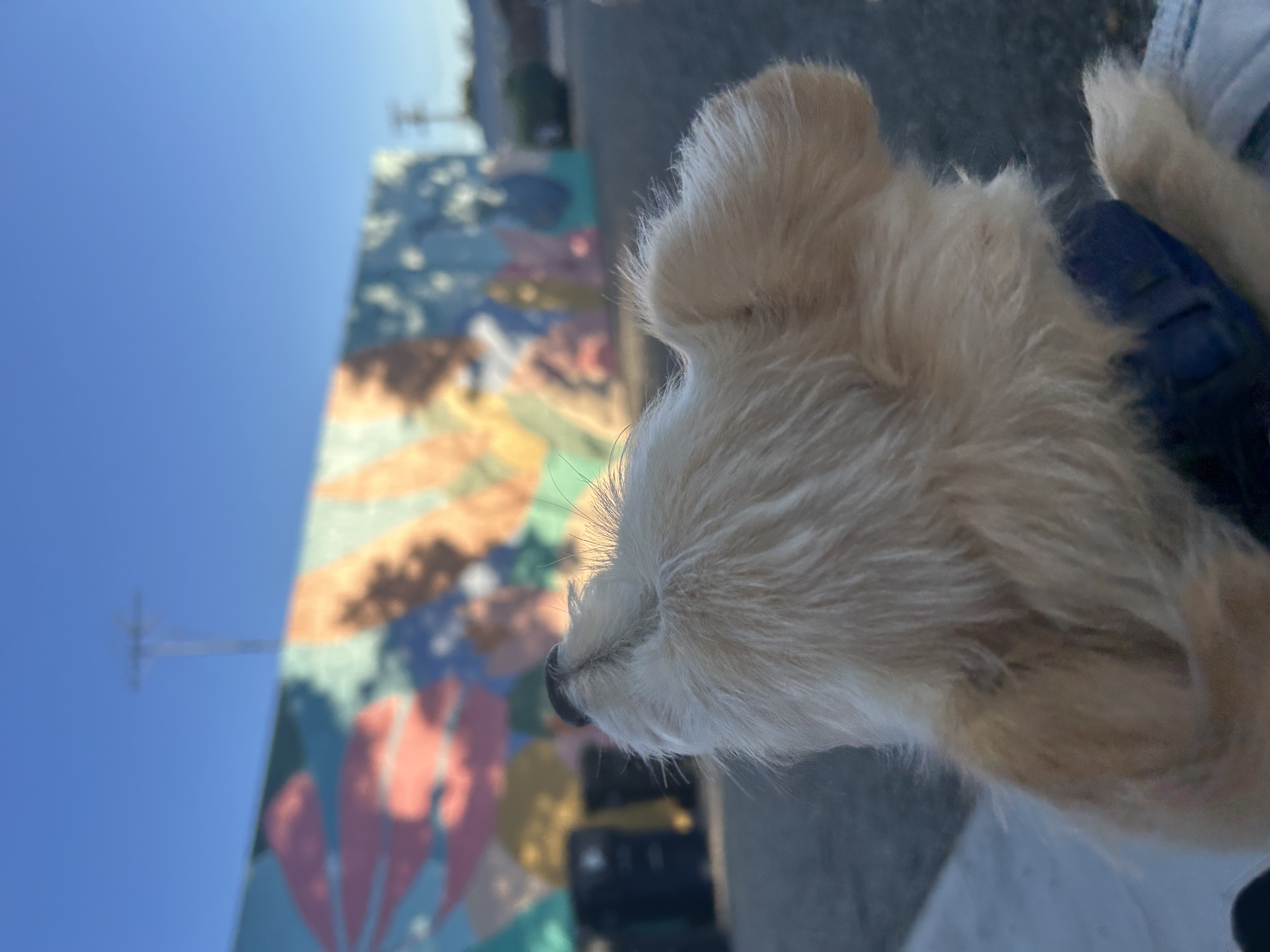 Toffee, a small cream-colored dog, looks up toward a colorful mural in the evening sunlight.
