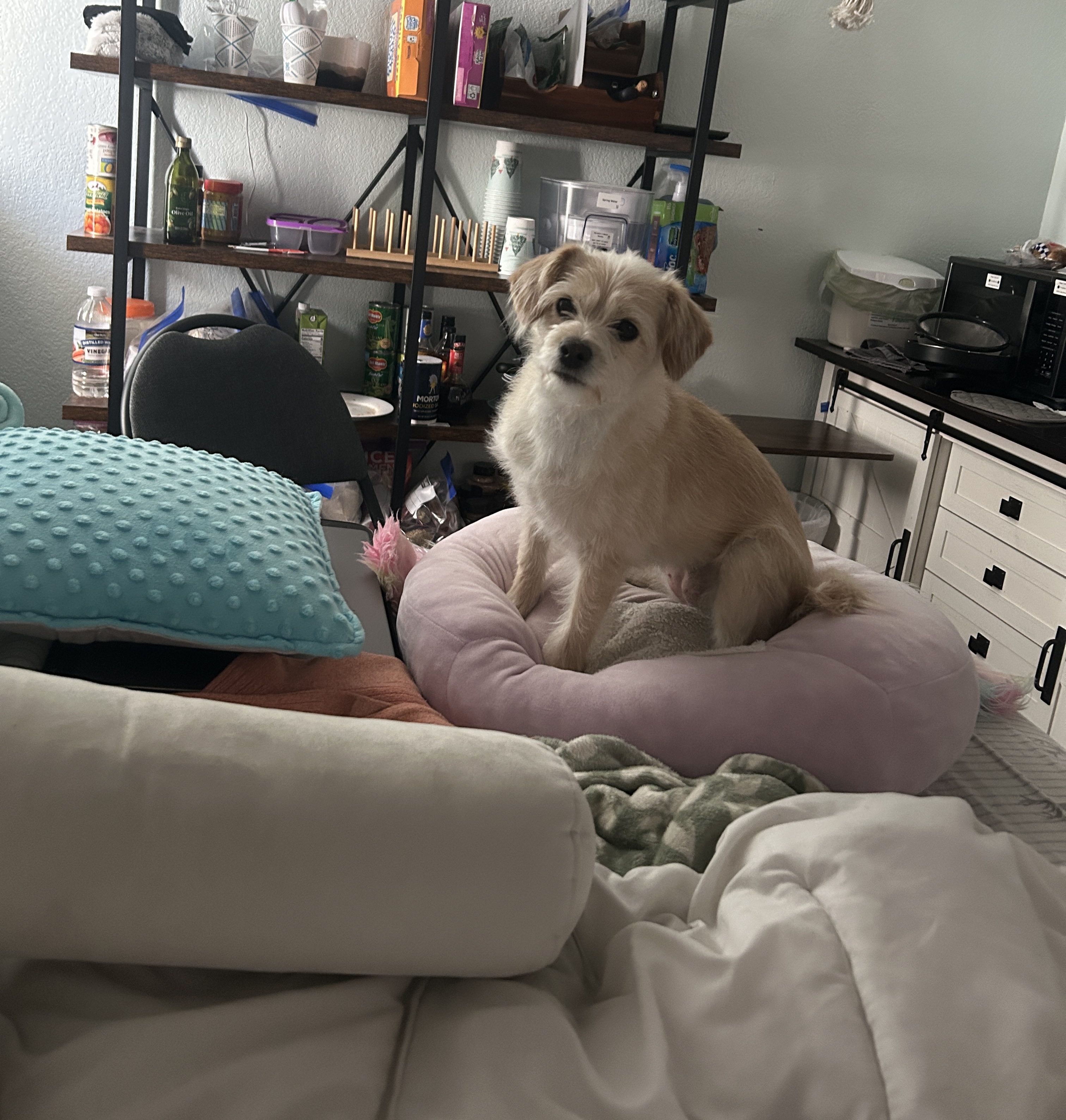 A small cream-colored dog sitting upright on a soft pink toy on a bed, looking toward the camera.
