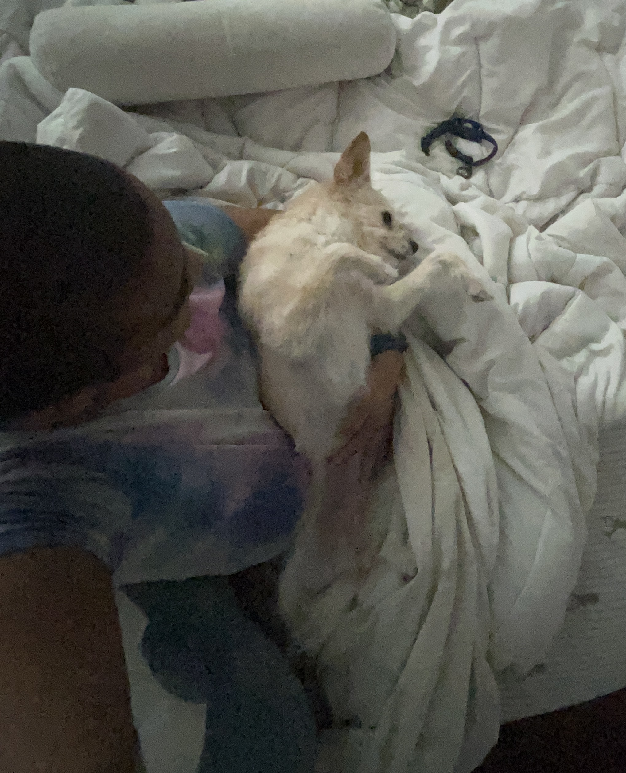 A small cream-colored dog lying on a person’s lap in bed.