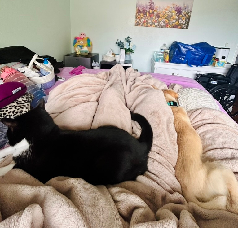 A bed covered with blankets, with Harshini's dog and cat resting together.