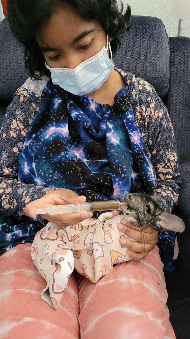 Harshini seated indoors wearing a mask, feeding her pet chinchilla (a gray small animal) with a syringe, while the pet is held gently on her lap.
